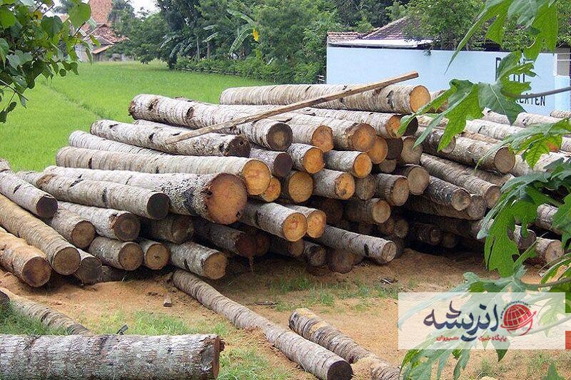 ۵۰ تُن درخت جنگلی قاچاق در سردشت کشف شد