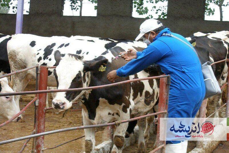 مایه‌کوبی دام و طیور در مازندران چه روندی طی می‌کند