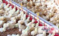جوجه ریزی ۱۳ میلیون و ۶۸۴ هزار قطعه در مرغداری‌های خراسان شمالی