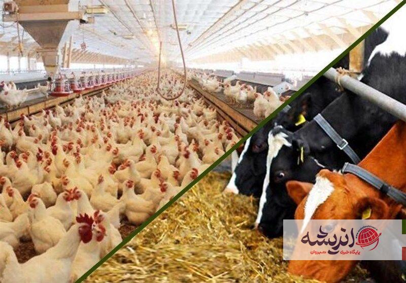 سالانه ۱۲ میلیون تن خوراک دام آماده مصرف در کشور تولید می شود