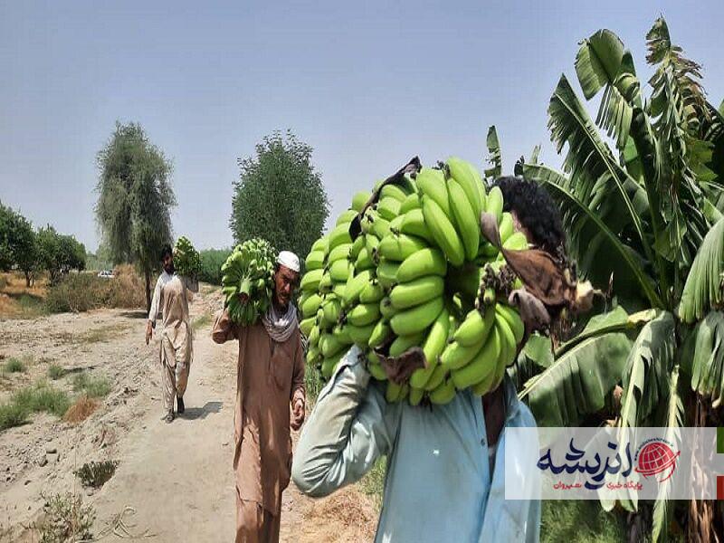 سیستان و بلوچستان رتبه نخست کشور در تولید میوه‌های گرمسیری را دارد