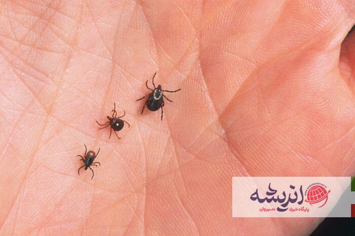 راه‌حلی پایدار برای مبارزه با کنه‌ها ساخته شد