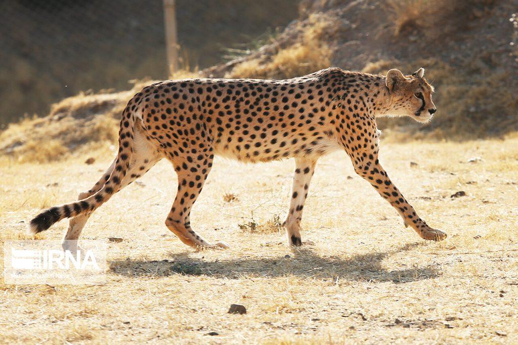 اندیشه شیروان