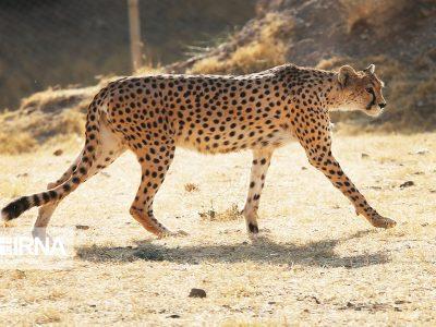 کاهش سرعت خودروهای عبوری در کریدور یوزپلنگ در محور میامی-عباس‌آباد تصویب شد 