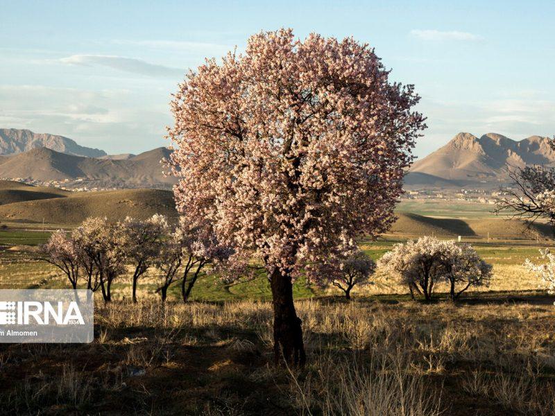 خسارت سرمازدگی در کمین باغات چهارمحال و بختیاری است