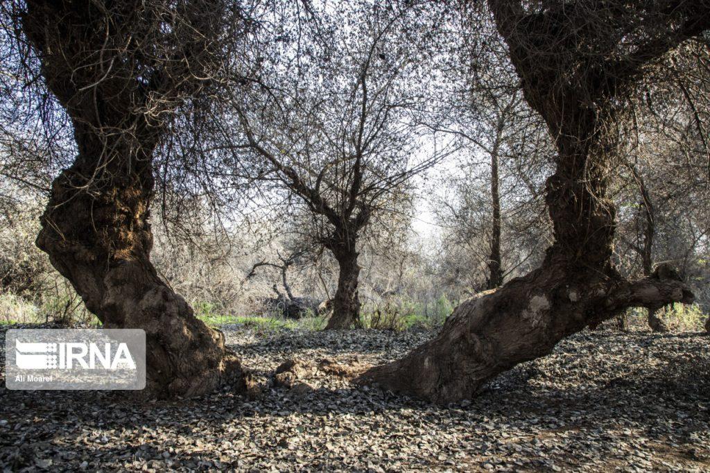 اندیشه شیروان