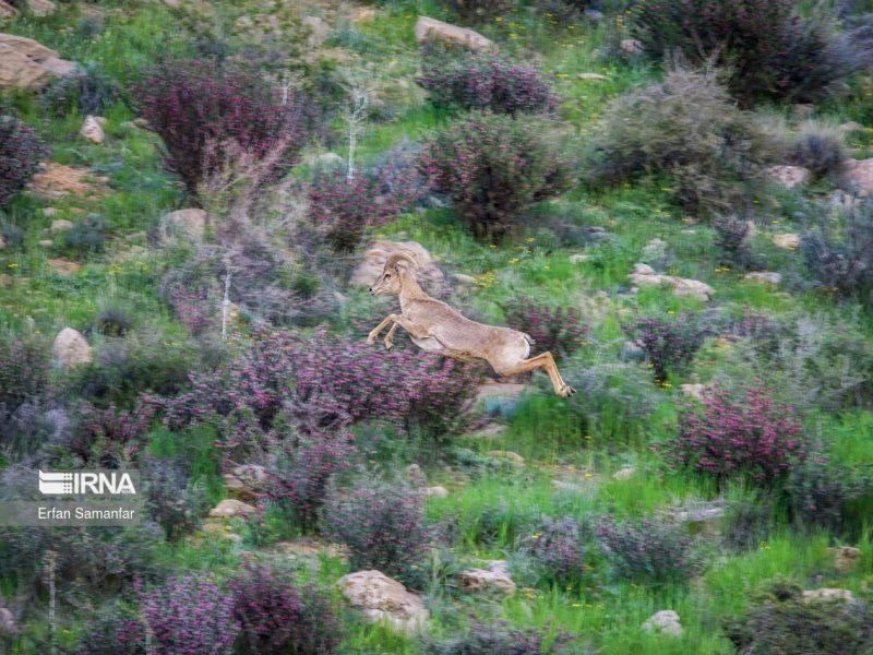 بازدید سرزده سربازرس بازرسی کل استان فارس از پارک ملی بمو