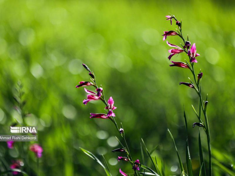 وضعیت جوی پایدار در خراسان‌رضوی/ نسیم بهاری می‌وزد