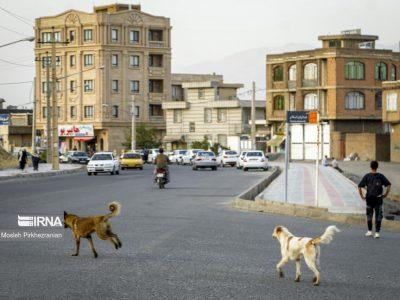 ۱۶۷ مورد حیوان گزیدگی در کردستان ثبت شد