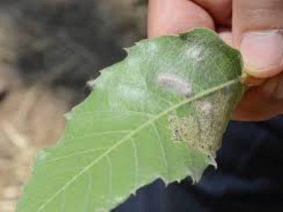 مرگ آرام زاگرس؛ آفت جوانه‌خوار چگونه جنگل‌ها را می‌بلعد؟