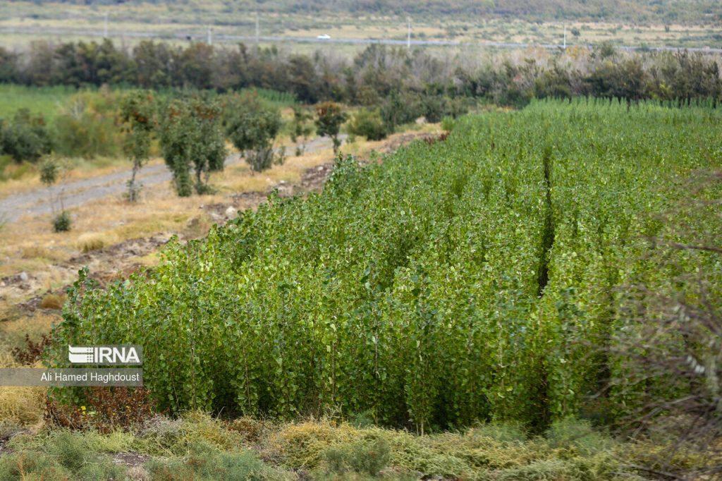 اندیشه شیروان