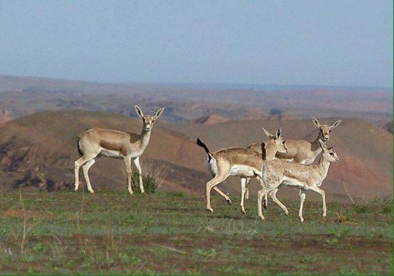 گنجینه‌های طبیعی دشت آزادگان؛ سفری به مناطق میشداغ و ام‌الدبس