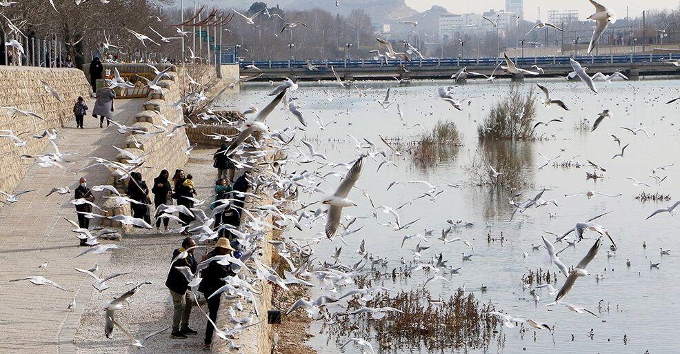 اندیشه شیروان