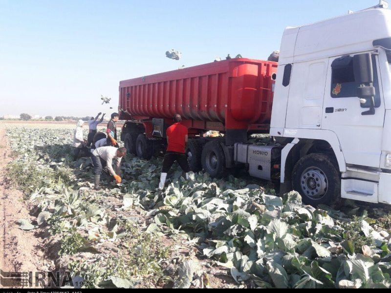 دسترنجی که سرما به باد داد