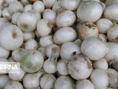 ۶۰۰ تن پیاز هرمزگان توسط تعاون روستایی خرید تضمینی شد