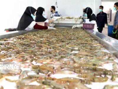 استاندار : انتقال سازمان شیلات به بوشهر ضرورتی ملی برای توسعه پایدار دریامحور است