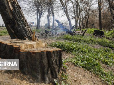 عاملان قطع ۲۰ اصله درخت در بهشهر دستگیر و روانه زندان شدند