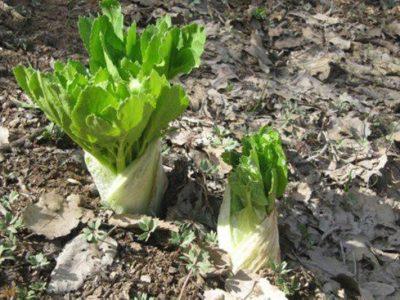تاثیر حضور جویندگان سود بر معدن طلای سبز زاگرس