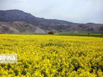 آغاز برداشت کلزا در ایلام؛ پیش بینی تولید ۲۳ هزار تن