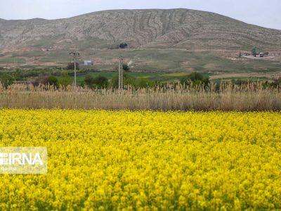 حمایت قاطع از کشاورزان؛ واردات روغن خام مشروط به خرید دانه‌های روغنی داخلی