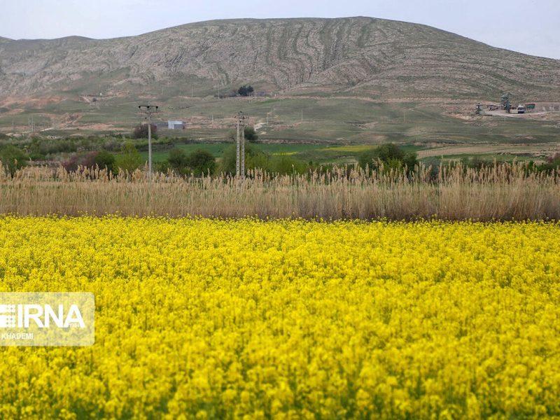 حمایت قاطع از کشاورزان؛ واردات روغن خام مشروط به خرید دانه‌های روغنی داخلی