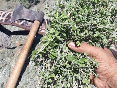 بیش از ۲ تن داروی گیاهی کمیاب قاچاق در دزفول کشف شد