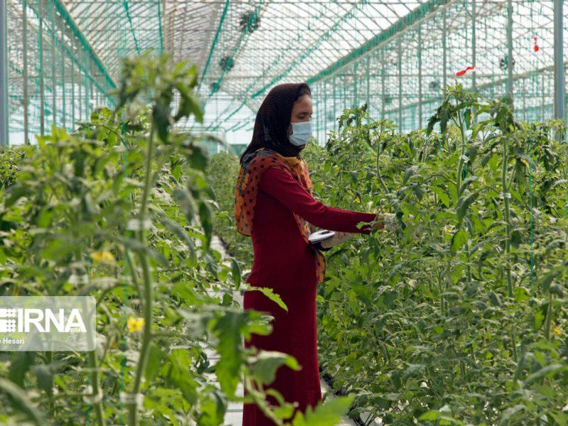 گلستان، بهشت گلخانه‌ای ایران؛ فرصتی طلایی برای سرمایه‌گذاری سودآور