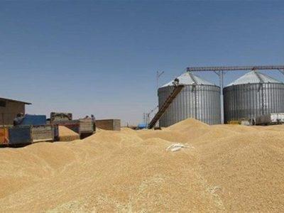 ذخیره گندم و کالاهای اساسی استان مرکزی مازاد بر نیاز است