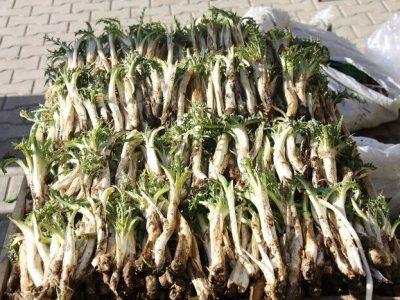 حراج میراث طبیعی زاگرس