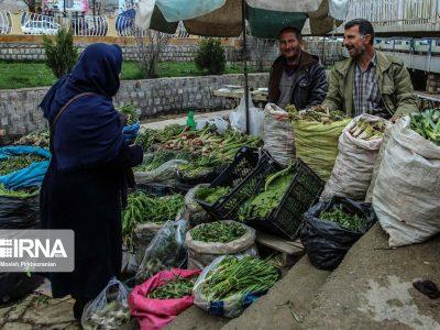 تشکیل ۲۲ پرونده تخلف برداشت گیاهان خوراکی در ایلام
