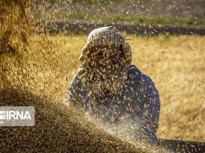 تضمینی برای هفت‌ماه تلاش؛ خرید گندم در هرمزگان آغاز شد