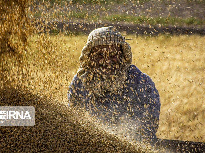 تضمینی برای هفت‌ماه تلاش؛ خرید گندم در هرمزگان آغاز شد