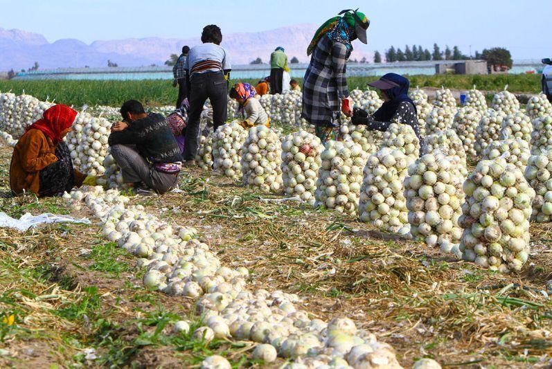 اقدام حمایتی برای کشاورزان جنوب کرمان/ پیاز خرید تضمینی می‌شود