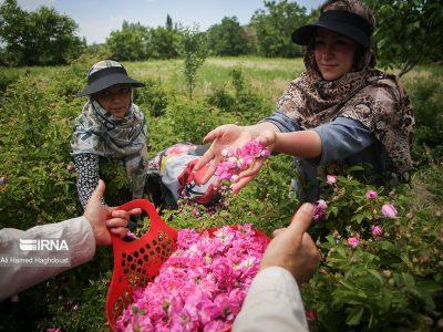 شکوفایی اقتصاد مرزی با عطر گل محمدی در جشنواره کُرند گنبدکاووس