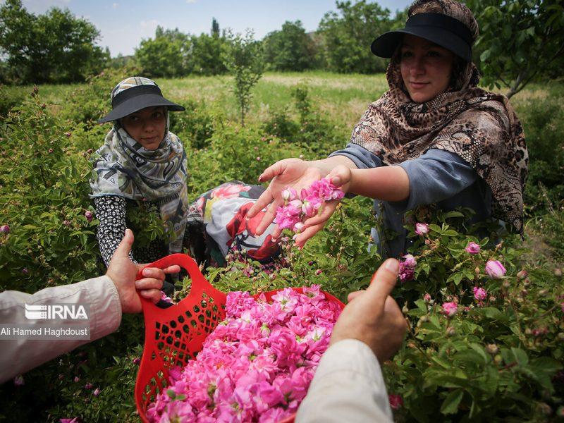 شکوفایی اقتصاد مرزی با عطر گل محمدی در جشنواره کُرند گنبدکاووس