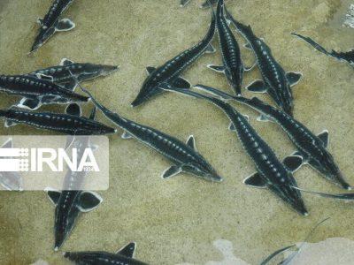 ماهیان خاویاری؛ کلید طلایی گلستان برای شکوفایی اقتصادی و زیستی