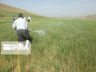 مبارزه با آفت «سن» در ۴۰ هزار هکتار از اراضی لرستان