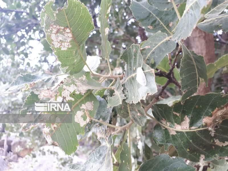 شهرستان باشت پیشران در مقابله با آفت برگ خوار بلوط
