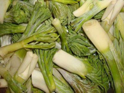 بوته کنی بی رحمانه گیاهان خوراکی تهدید جدی زیست محیطی در کهگیلویه و بویراحمد