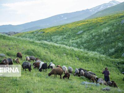 ظرفیت مجاز مراتع ملایر ۱۱۵ هزار واحد دامی است