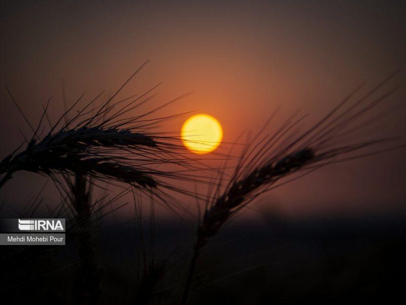 جای خالی تابش پرتو اتم‌ها بر خوشه‌های طلایی ایلام