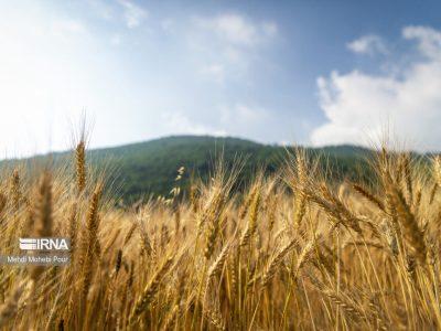 پیش بینی تولید ۷۰۰ هزار تُن گندم در استان همدان