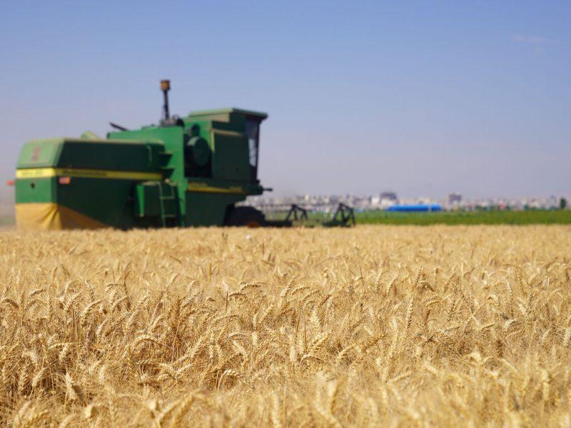 برداشت طلای زرد در بهار سبز خنج