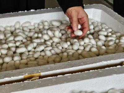 سهمیه تخم نوغان شرق کشور ۱۸ هزار جعبه است