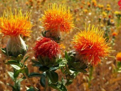 نوید بهره‌وری بالا در کشت گلرنگ با ارقام جدید در اصفهان