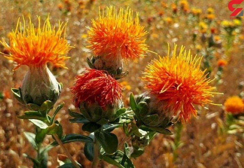 نوید بهره‌وری بالا در کشت گلرنگ با ارقام جدید در اصفهان