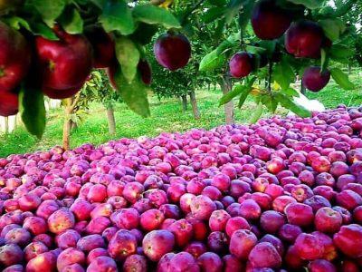 آغاز طرح کشاورزی قراردادی در ۱۰۰ هکتار از باغات سیب مراغه 