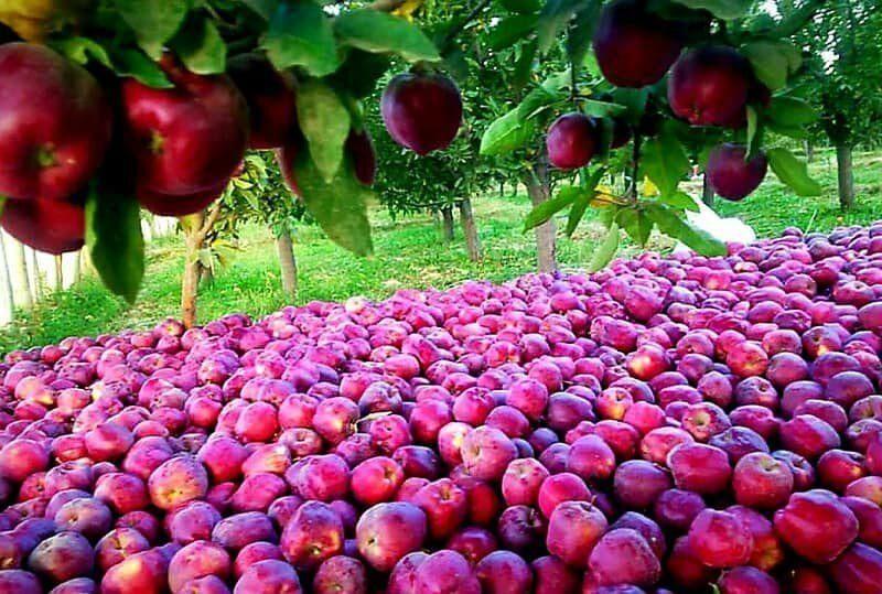 آغاز طرح کشاورزی قراردادی در ۱۰۰ هکتار از باغات سیب مراغه 