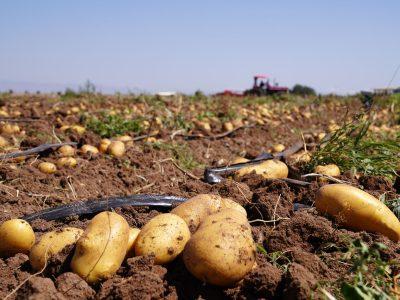 بذر آلوده سیب زمینی تهدیدی برای کیفیت و اقتصاد محصول است 