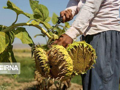 خراسان شمالی سومین تولیدکننده آفتابگردان در کشور است